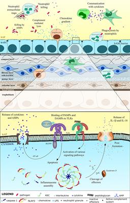 The Role of Innate Immune System in the Human Amniotic Membrane and Human Amniotic Fluid in Protection Against Intra-Amniotic Infections and Inflammation